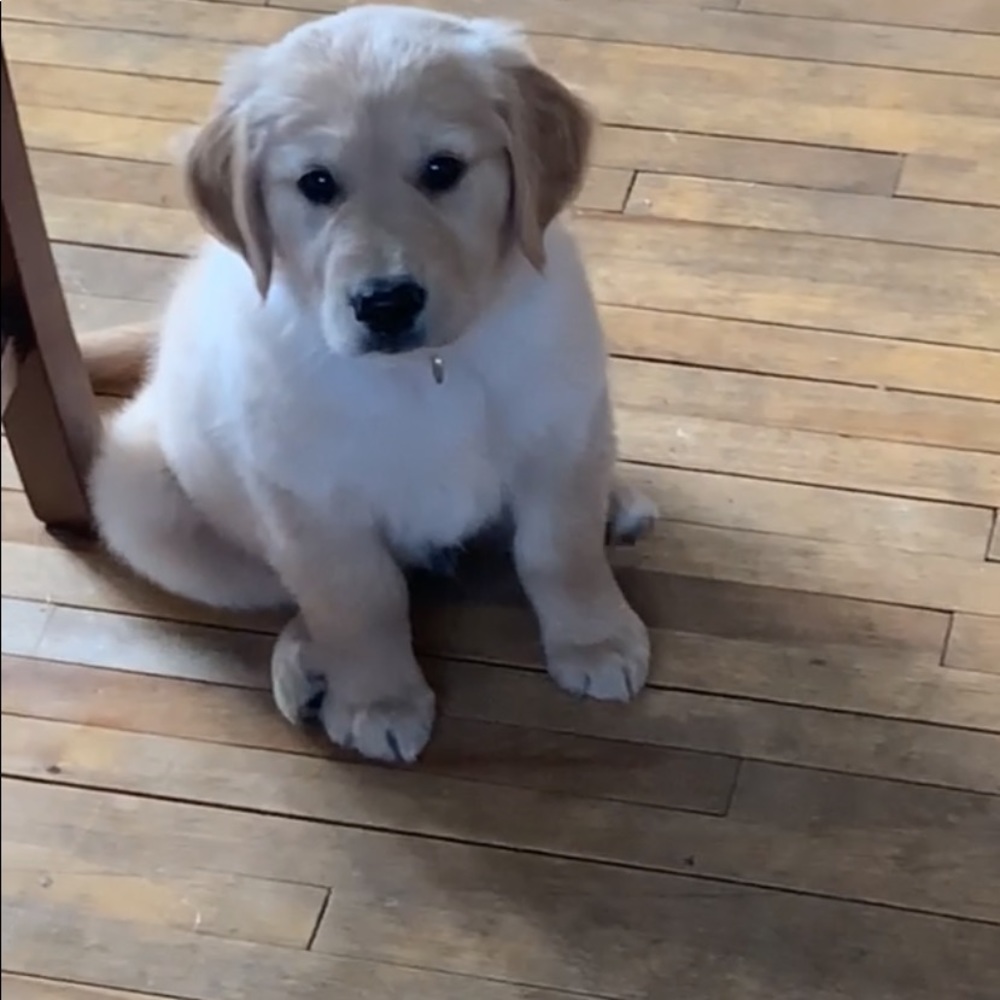 Meet your Posher, Darcie